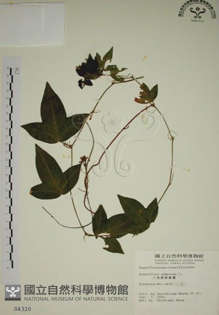 三角葉西番蓮藏品圖，第1張