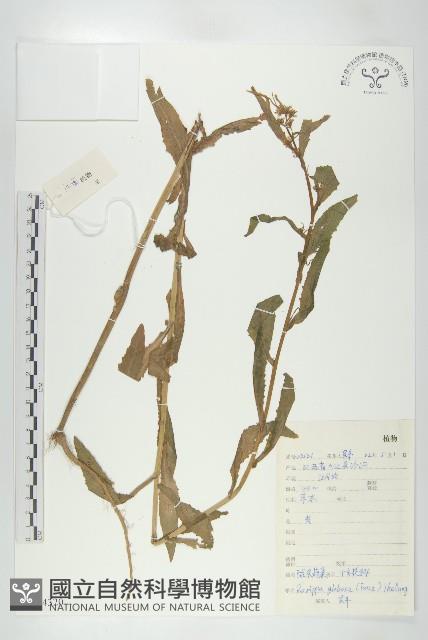 風花菜、球果山芥菜藏品圖，第1張