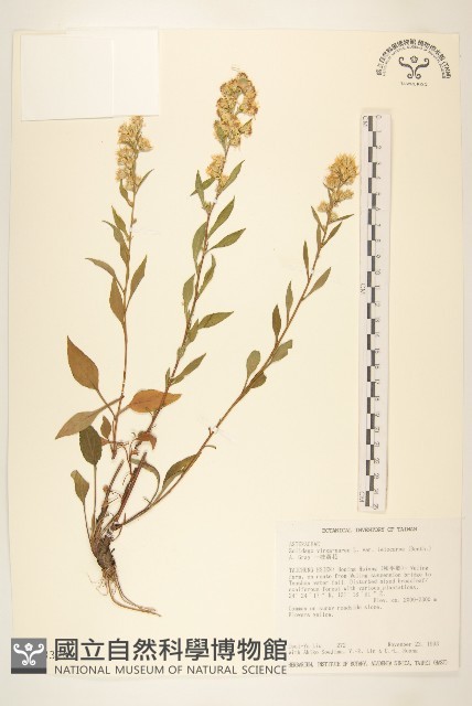 一枝黃花藏品圖，第1張
