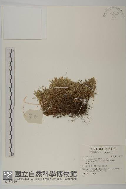 登錄號:S137320藏品圖，第1張