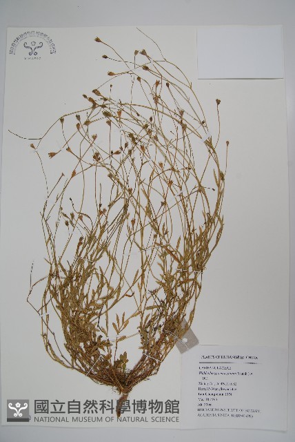 細葉蘭花參藏品圖，第1張
