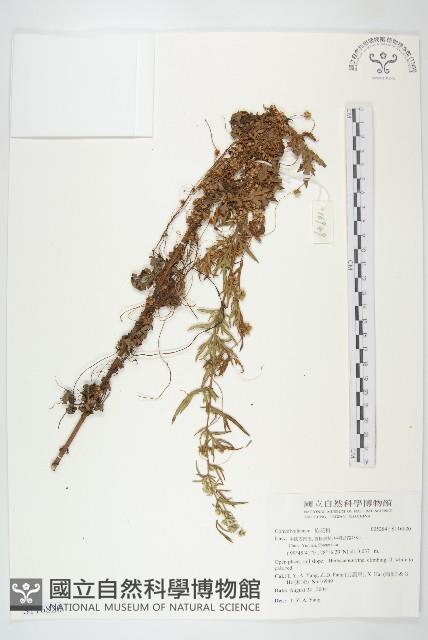 登錄號:S116820藏品圖，第1張