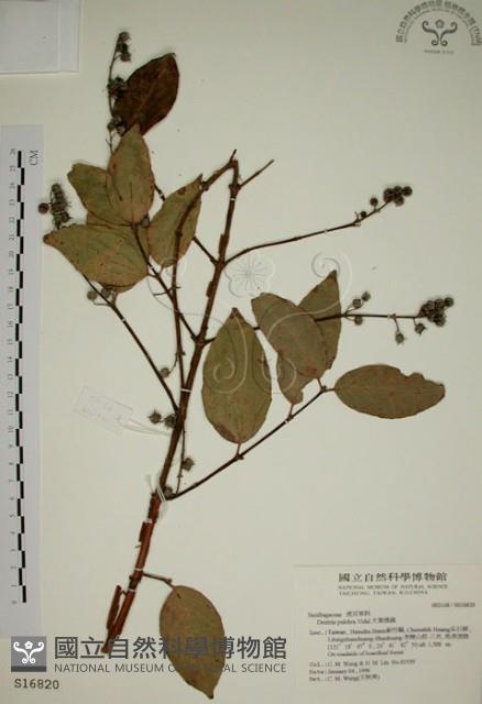 大葉溲疏藏品圖，第1張