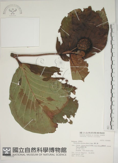 欖仁舅藏品圖，第1張