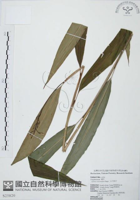 山月桃藏品圖，第1張