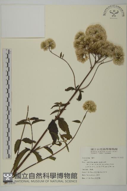 登錄號:S115820藏品圖，第1張