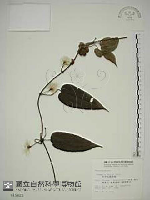 Accession Number:S015820 Collection Image, Figure 1, Total 2 Figures