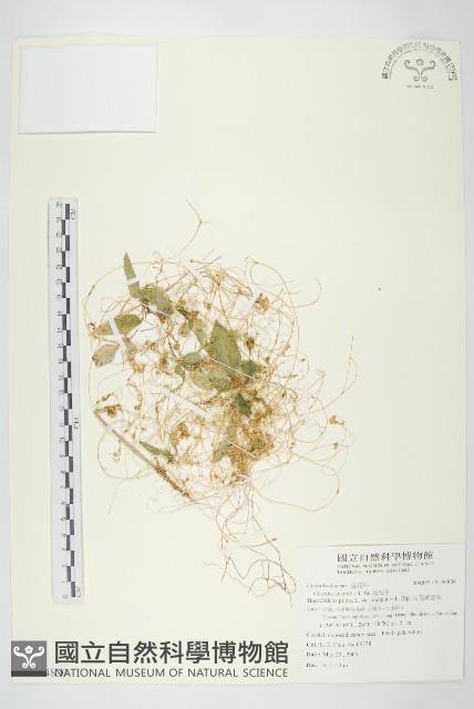 菟絲子藏品圖，第1張