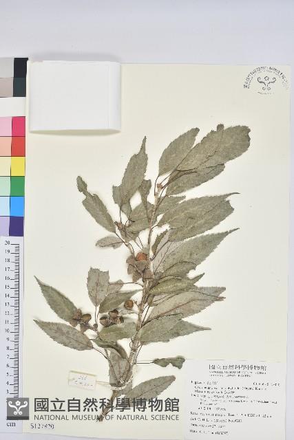 狹葉櫟藏品圖，第1張