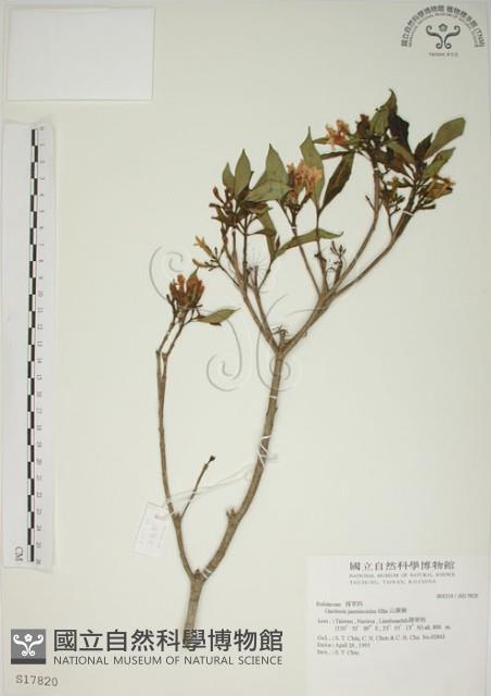 山黃梔藏品圖，第1張