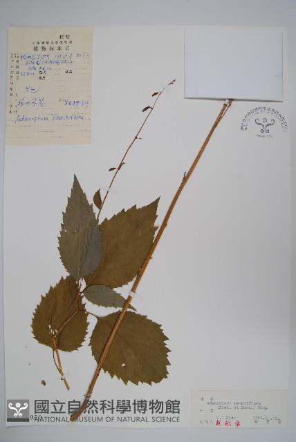 薄葉薺苨藏品圖，第1張