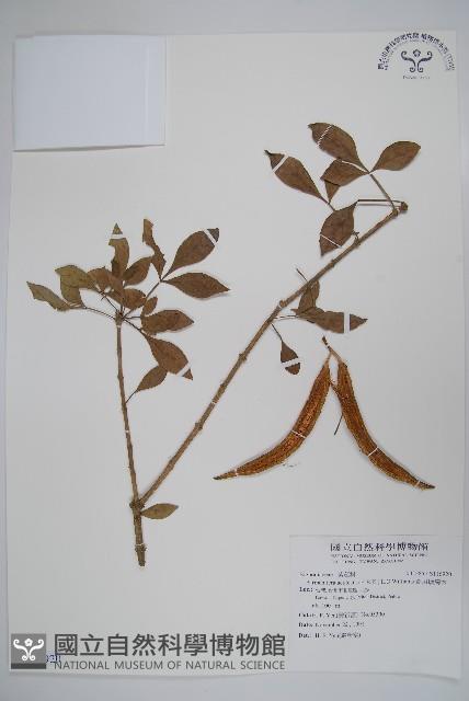 食用蠟燭木藏品圖，第1張