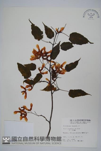 大屯尖葉槭, 川上氏槭藏品圖，第1張