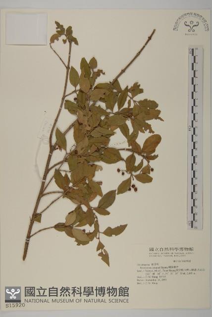 刺果衛矛藏品圖，第1張