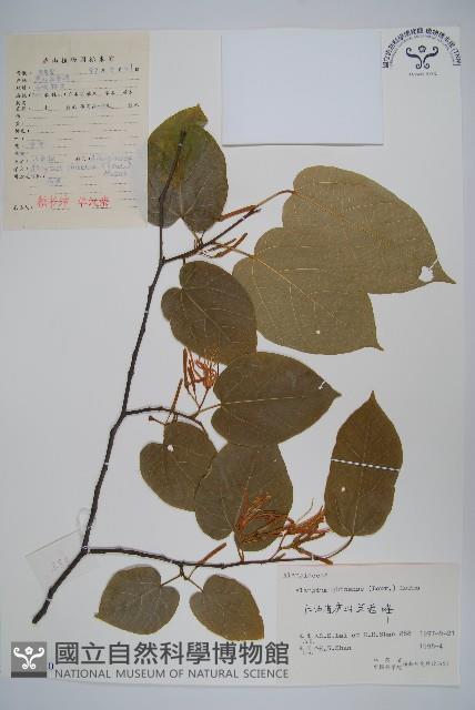 八角楓藏品圖，第1張