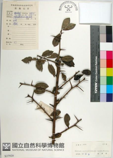 柘樹藏品圖，第1張