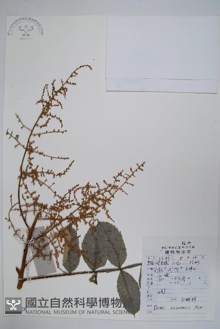 鹽膚木藏品圖，第1張