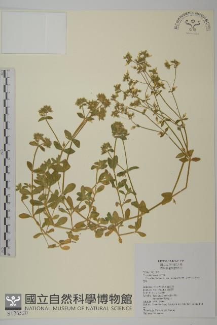 卷耳藏品圖，第1張