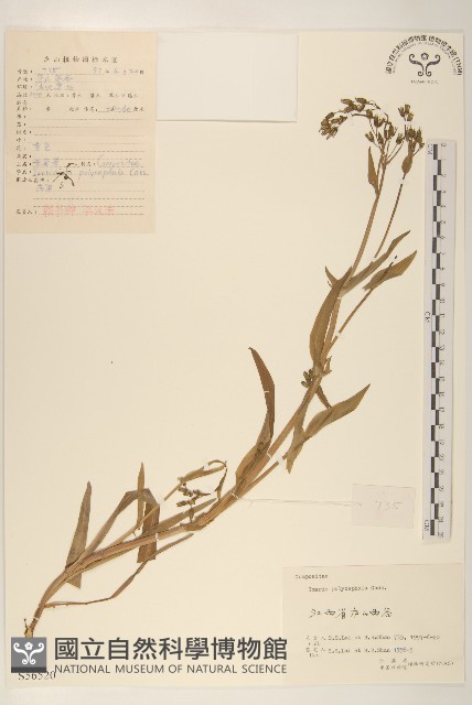多頭苦菜、野剪刀股藏品圖，第1張
