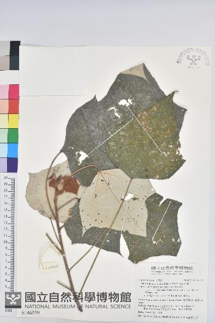 白匏子藏品圖，第1張