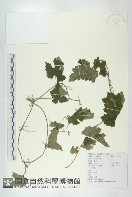 括樓藏品圖，第1張