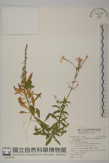 基隆蠅子草藏品圖，第1張