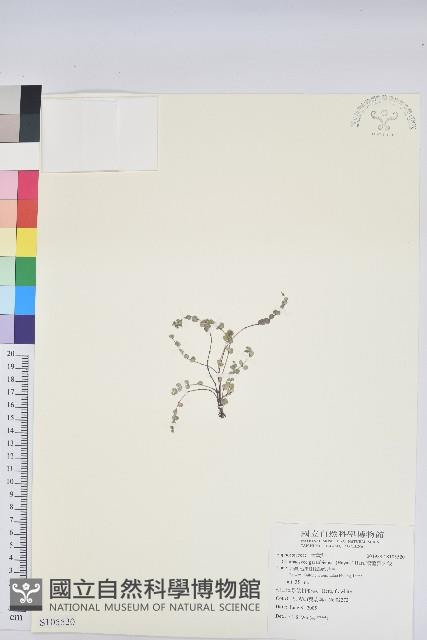 鵝鑾鼻大戟藏品圖，第1張