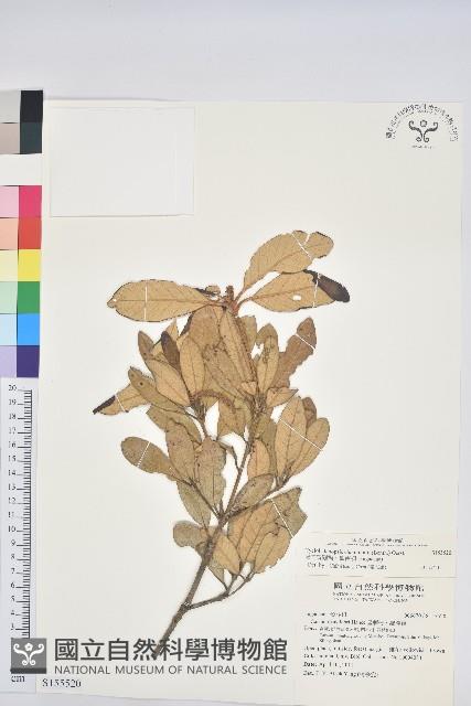 嶺南青剛櫟、嶺南椆藏品圖，第1張