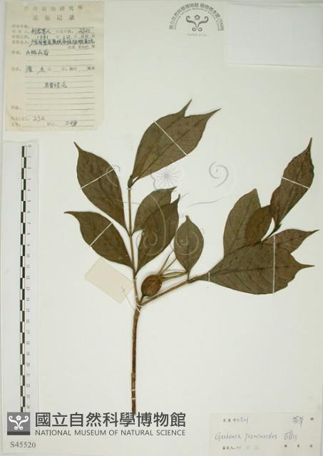 山黃梔藏品圖，第1張