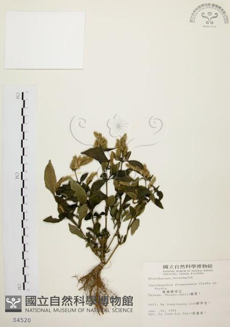 Accession Number:S004520 Collection Image