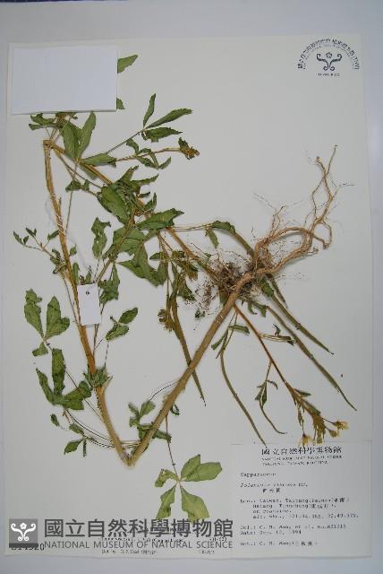 向天黃藏品圖，第1張