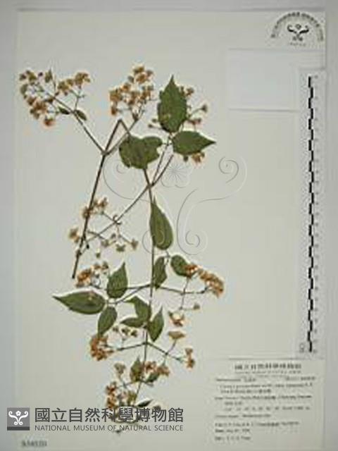 梨山小蓑衣藤藏品圖，第1張