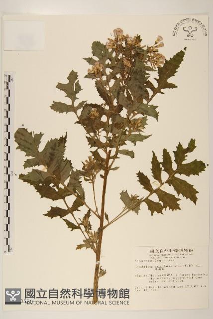 飛機草藏品圖，第1張