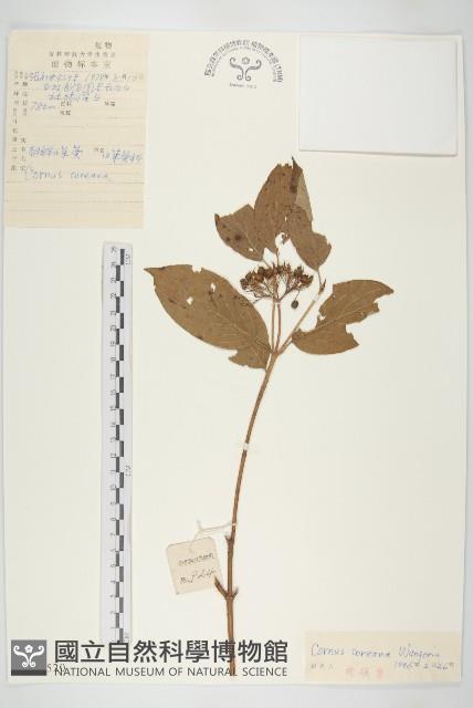 朝鮮山茱萸藏品圖，第1張