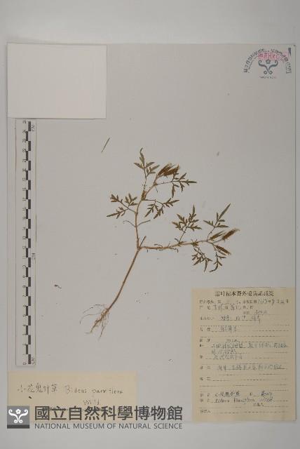 小花鬼針草藏品圖，第1張