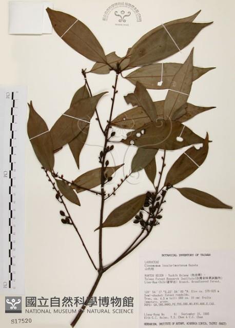 山肉桂、台灣肉桂藏品圖，第1張