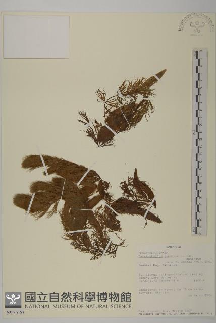 金魚藻、松藻藏品圖，第1張