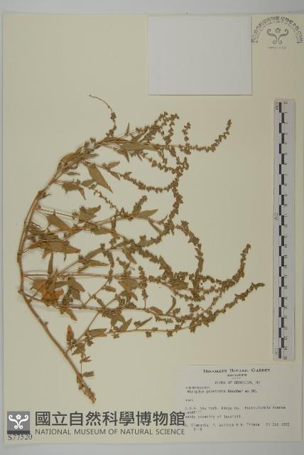 登錄號:S077520藏品圖，第1張