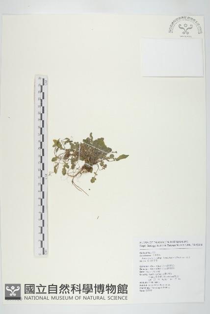 玉山筷子芥藏品圖，第1張