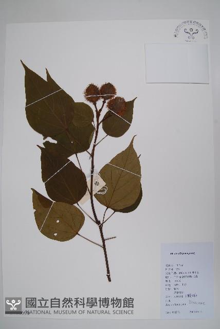 臙脂樹藏品圖，第1張