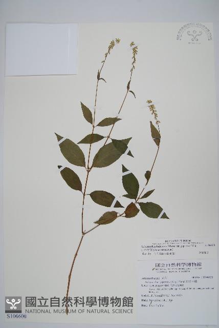 Accession Number:S106600 Collection Image, Figure 1, Total 2 Figures