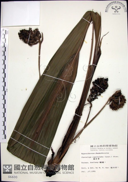 船子草、船仔草藏品圖，第1張