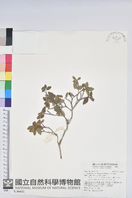 紅毛杜鵑藏品圖，第1張