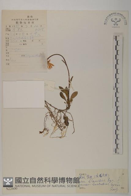 萎軟紫菀藏品圖，第1張