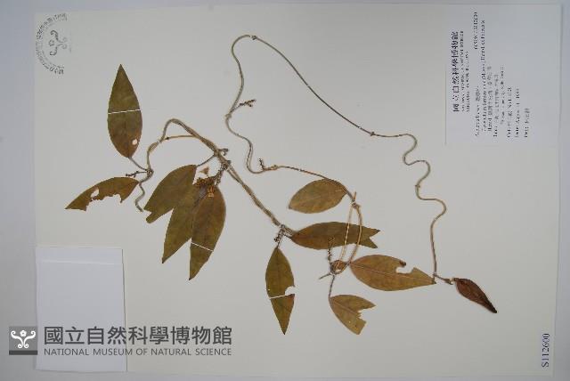 臺灣牛皮消、臺灣白薇藏品圖，第1張