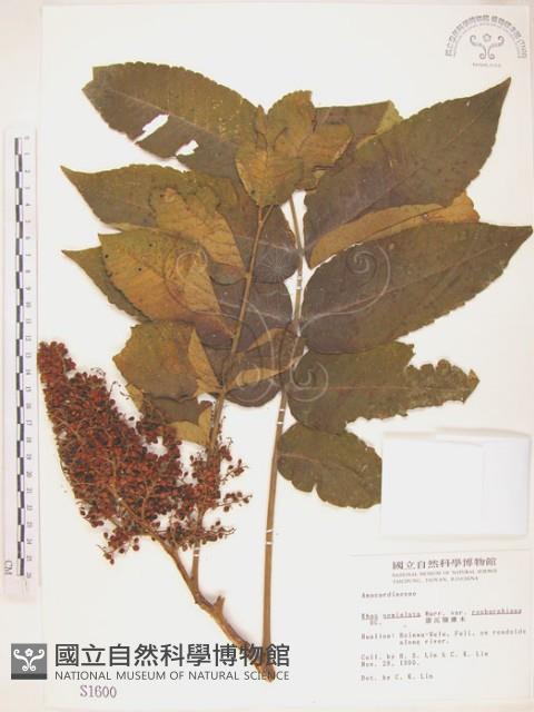 羅氏鹽膚木藏品圖，第1張