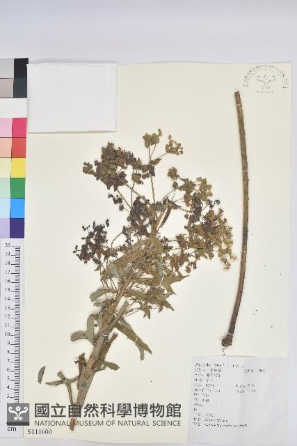 大戟藏品圖，第1張