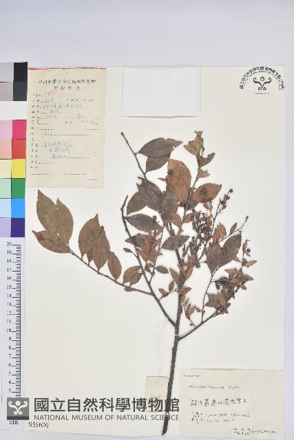 米飯花藏品圖，第1張