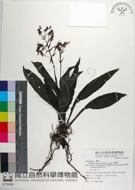 反捲根節蘭藏品圖，第1張