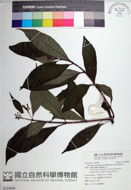 台北玉葉金花藏品圖，第1張